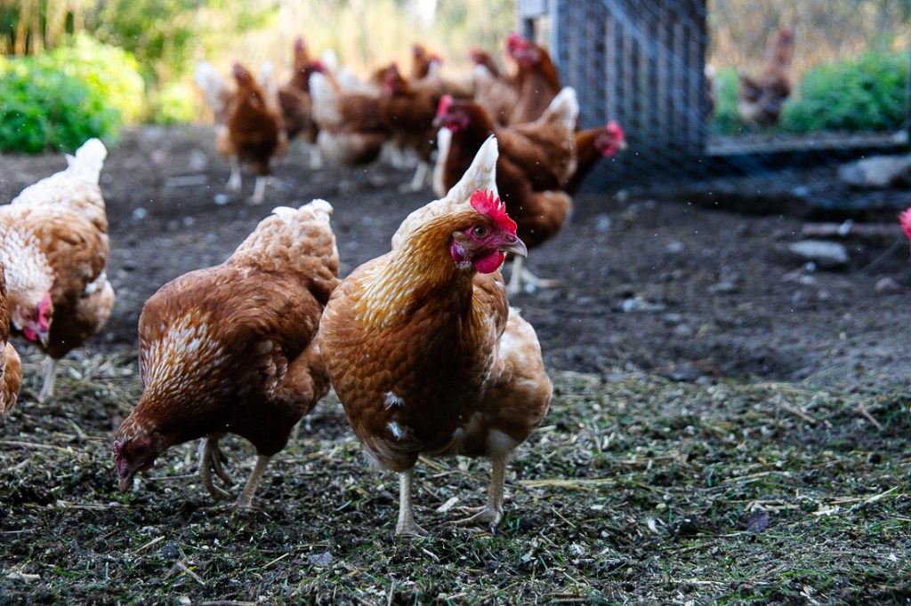 Lähiruoan monet kasvot