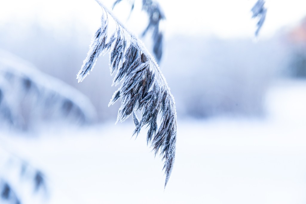 Puulan paras 2024. Osa I. ”Sylillinen ruusuja ja pari&nbsp;risua.”