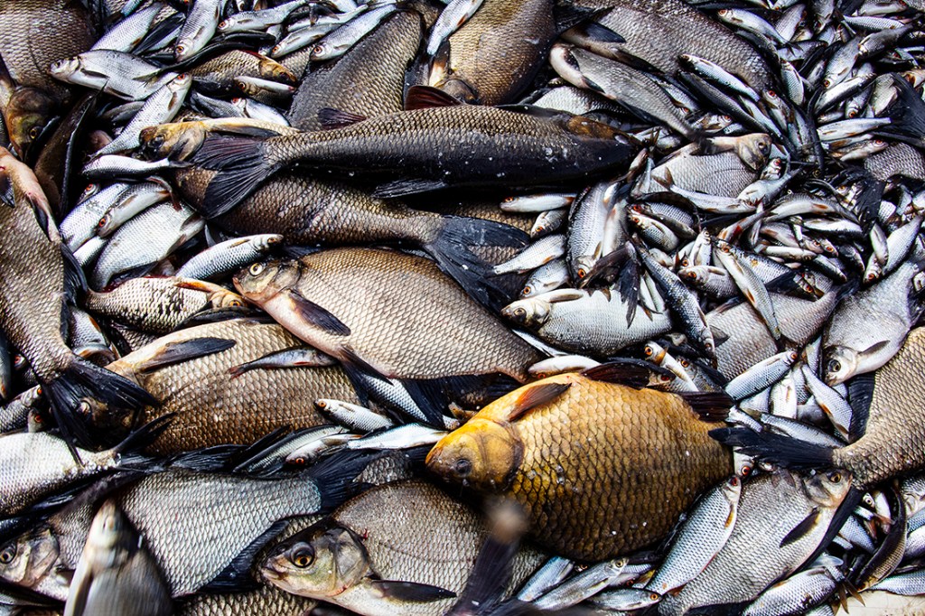 Hoitokalastajan vappurasti: Partti putsaa pauneteilla&nbsp;Pohjois-Puulaa